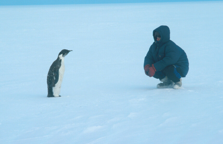 <b>SAMLIV:</b> Pingvinene er mange, men lever greit med norsk vernepolitikk i Antarktis. Ole Anders Nøst og de andre nordmennene får selskap av stadig flere kinesere med helt andre ambisjoner.