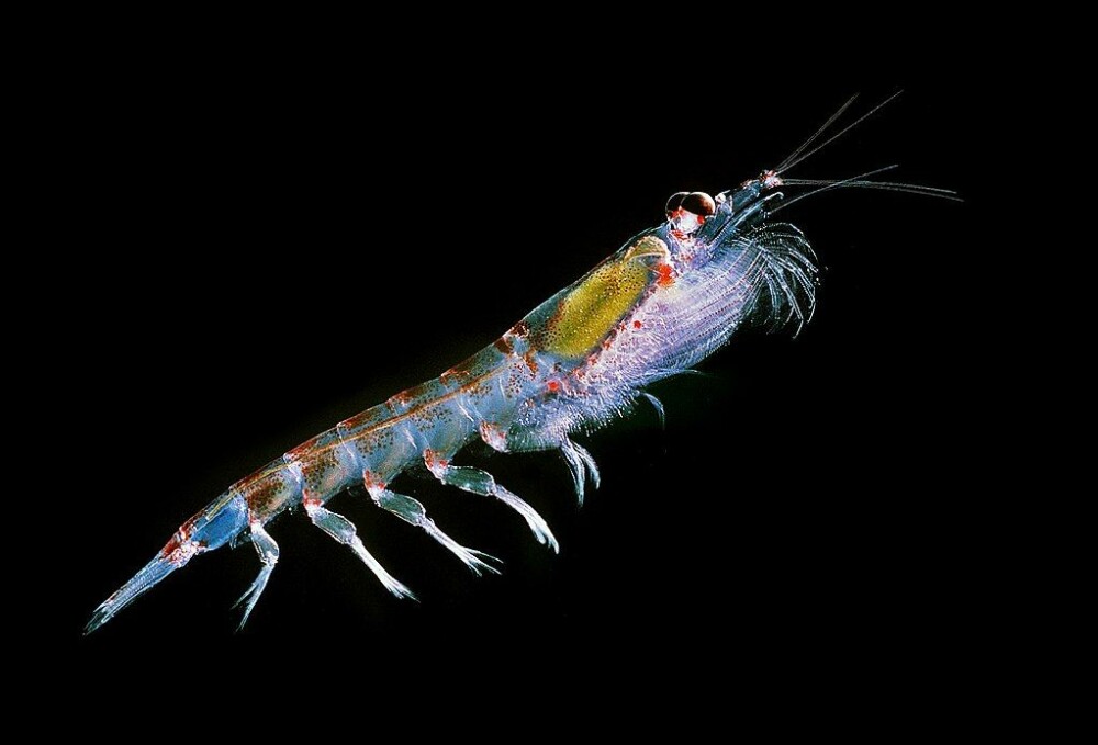 <b>GULL:</b> Det lille skalldyret krill spiser plankton, og er binde­leddet mellom plankton og de høyerestående næringskjedene. Mat for hval, pingviner, fisk og mennesker.