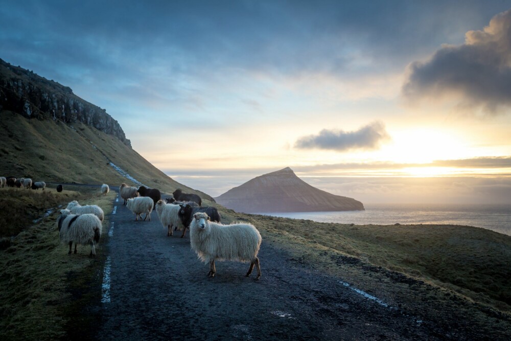 <b>INNBYGGERE:</b> Navnet fær kommer fra det norrøne ordet for får. Og på Færøyene støter man ofte på får, som seg hør og bør. 