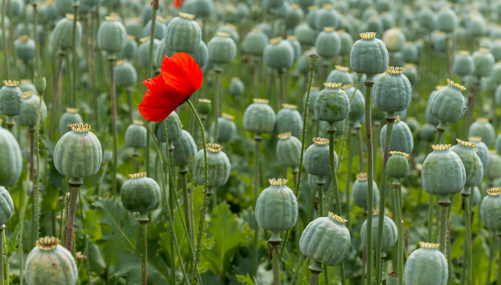 SMERTESTILLENDE OG AVHENGIGHETSSKAPENDE: Opium fås fra melkesaften i den umodne kapselfrukten på opiumsvalmuen.