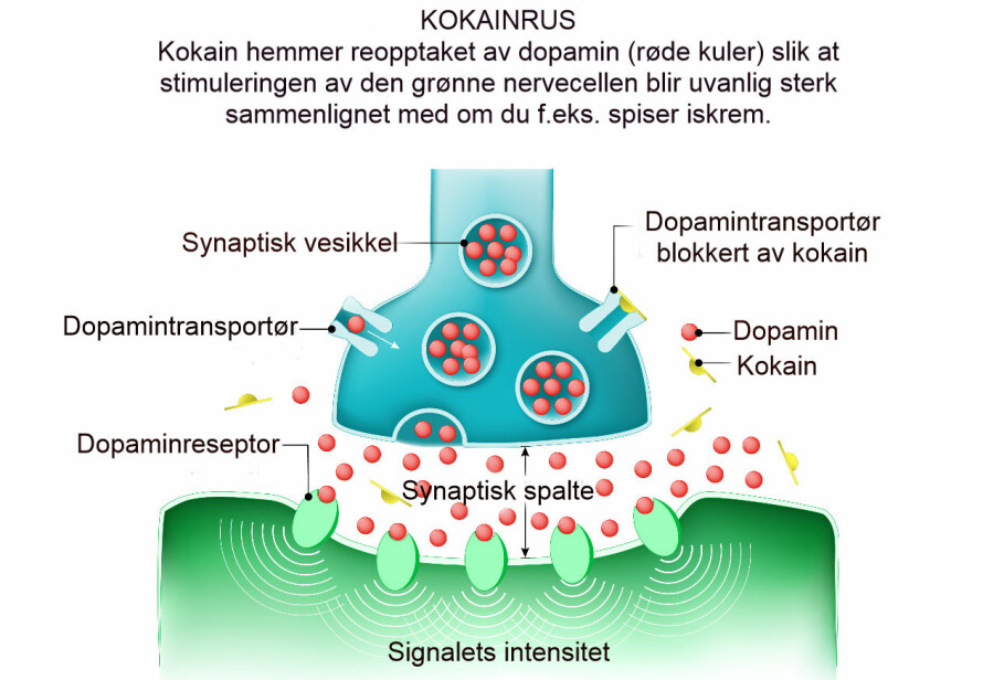 Dette er en synaptisk spalte som er et kontaktpunkt mellom to nerveceller. Den blå nervecelleutløperen er øverst i bildet. En synaptisk vesikkel (dråpe) inneholder signalstoffer. Her er dopamin brukt som eksempel på transmitter (signalstoff). På den grønne mottakercellen nederst i bildet ser vi reseptorer (kalt «lås» i teksten) som stikker ut i spalten. Dopamin er «nøkkelen» som passer i «låsen». Da får vi et elektrisk signal symbolisert ved bølger, og kjemiske endringer inni cellene; en «kaskade» av kjemiske endringer. Etter noen millisekunder vil dopamin tas opp i cellen som skilte stoffet ut ved en spesiell transportør. Ved kokaninntak forblir dopamin i den synaptiske spalten mye lengre enn ved å spise iskrem.