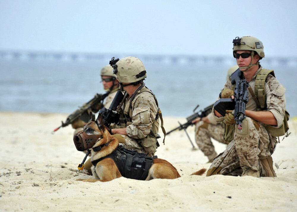 <b>IKKE AKKURAT FAMILIEHUND:</b> Hundene som var med da Navy Seals sporet opp og drepte Osama bin Laden, var spesielt avlet og utviklet, ifølge eksperter.