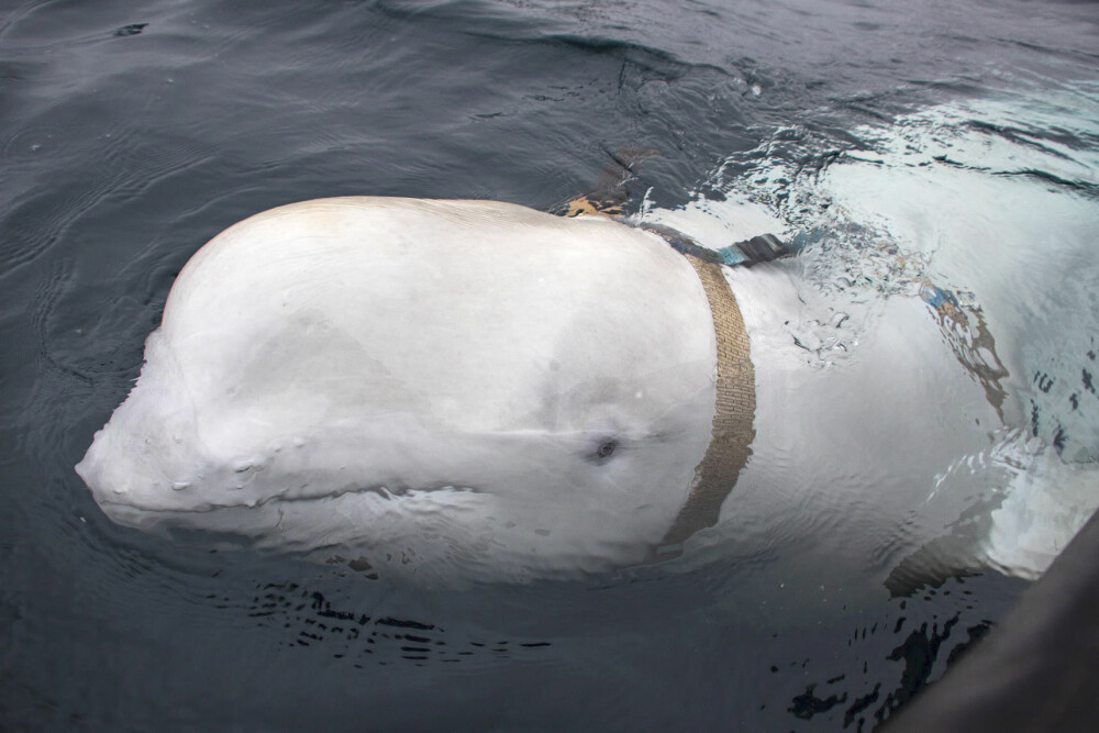 <b>DRESSERT VÅPEN:</b> «Hvaldimir», den russiske beluga-hvalen som dukket opp i Hammerfest i fjor sommer med et russisk halsbånd, var bare trolig bare det siste i en lang rekke dyreforsøk fra krigs­industrien. 