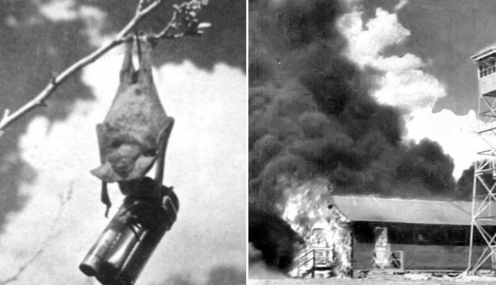 <b>BRÅVÅKNET:</b> Forsøket på å spre brannbomber ved hjelp av flagger­mus slo alvorlig feil, og en hel flybase brant ned fordi flagger­musene som bar bombene våknet for tidlig.