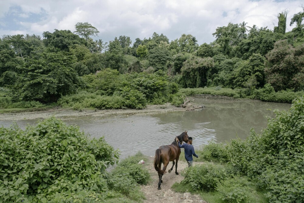 <b>LOKAL HESTESTAMME:</b> Hestene som brukes til det årlige rytterslaget er en lokal rase som blir avlet fram på Sumba. Det heter seg at hestene som kalles Ndara på indonesisk er en blanding av varmblods og ponnier.