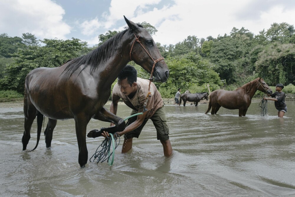 <b>BADER HESTENE:</b> Folk på Sumba er glade i hestene sine og steller ekstra godt med dem. På varme dager blir de avkjølt med svale bad. Sumba er kjent som ett av de beste stedene for oppdrett av hester i Indonesia.
