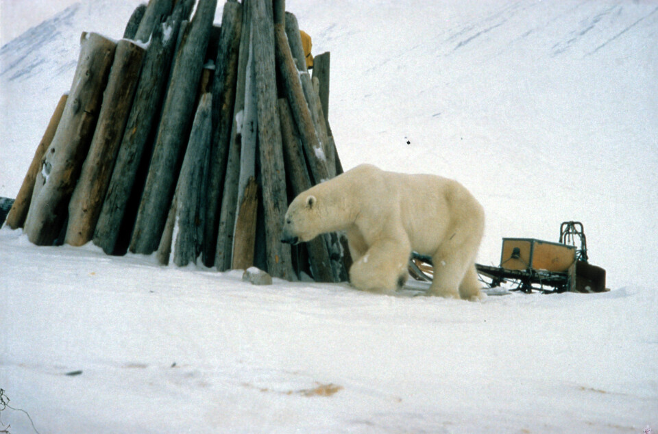 ANGRIPEREN: Det var denne isbjørnen som kort tid etter dette bildet var tatt, angrep Kjell Reidar på Svalbard.