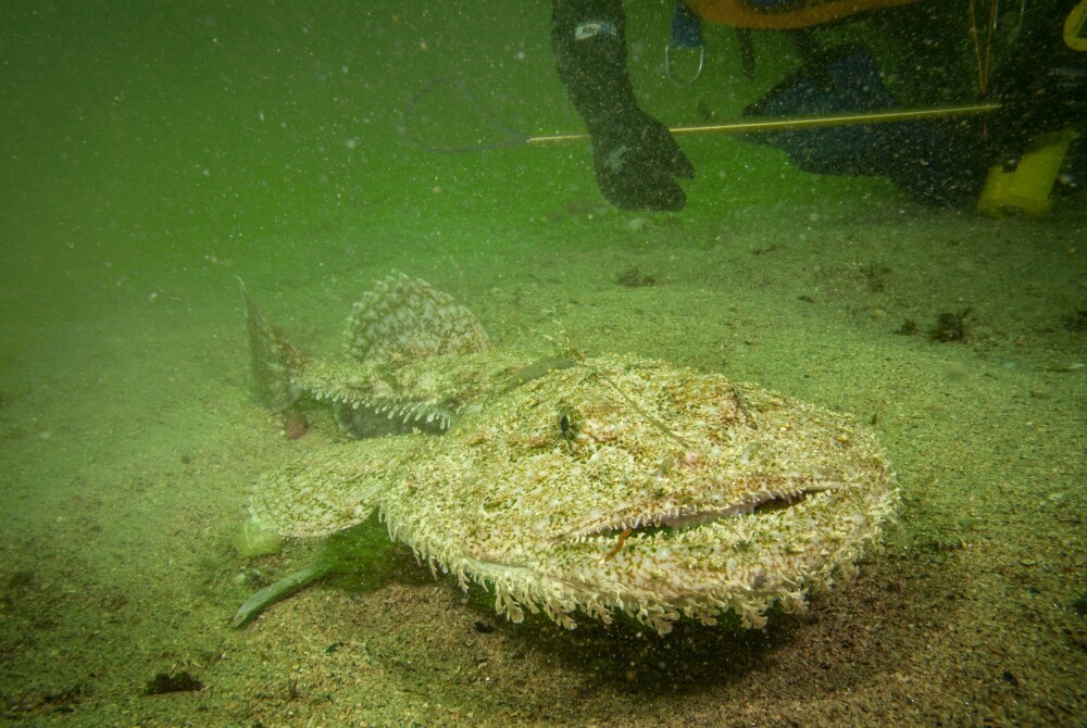 <b>MEN SVÆR ER’N:</b>  En breiflabb på bunnen i Hustadvika blir forstyrret av tre dykkere. Ingen hai, selv om den kan ligne på en Australsk wobbegong-hai, men svær er’n og større, mye større blir de.
