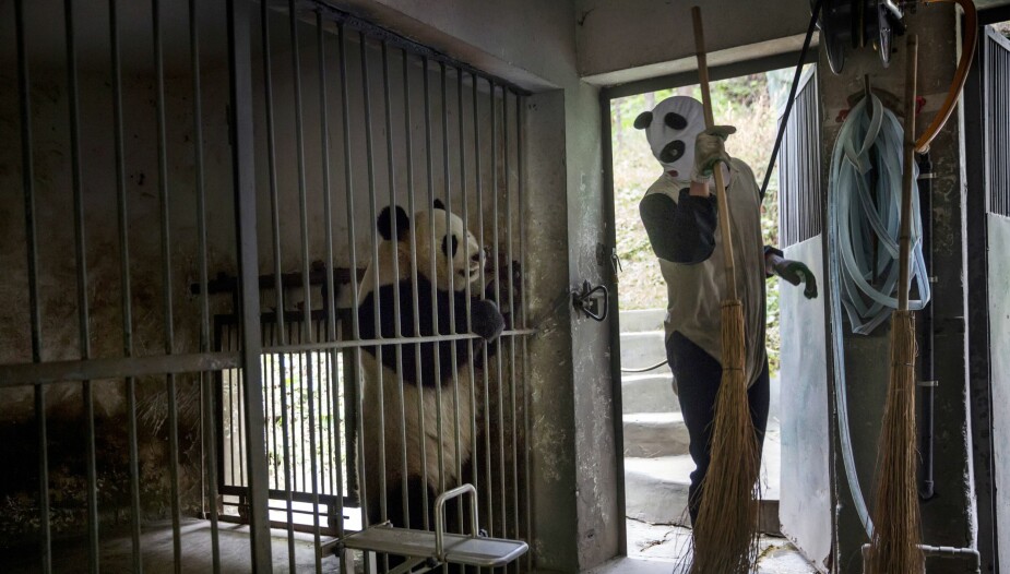 LURENDREIERI: En forsker utkledd som panda rengjør et bur. Hensikten med kostymene er å gjøre pandaene mindre vant til folk.