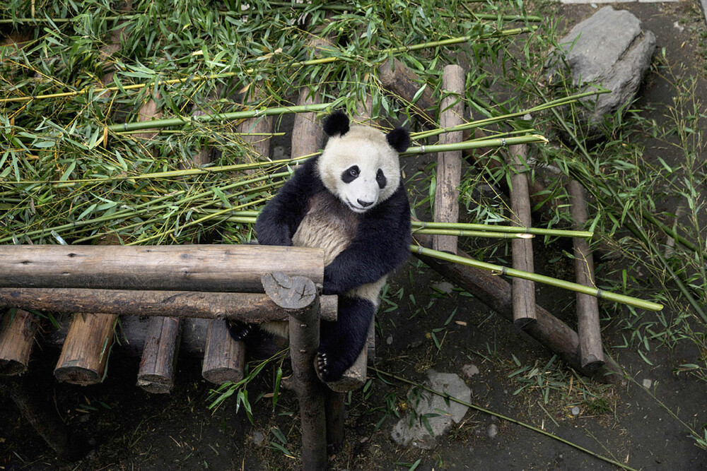 <b>LEKELYST:</b> Pandaene leker gjerne. Her utfolder en av dem seg i Kinas Hetaoping Panda Conservation Centre.