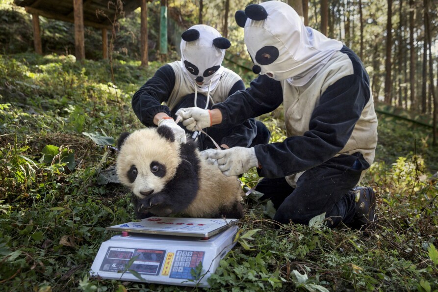 <b>HELSESJEKK:</b> Her ser du en medisinsk sjekk av en fire måneder gammel hunnkjønn panda i fangenskap.
