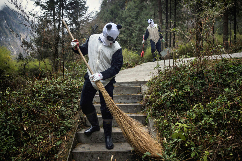 <b>RENHOLD:</b> Områdene til pandaene blir gjort rene hver dag for å unngå smitte og sykdommer i innhegningene.