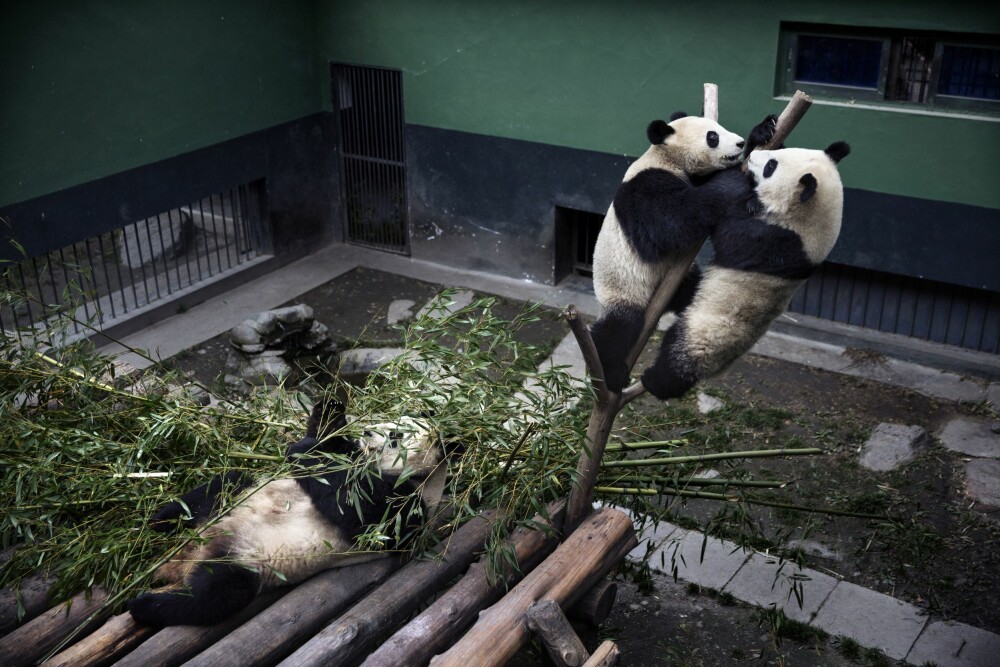 <b>MOR OG BARN:</b> En pandamor og hennes to unger gjør spiseopplevelsen til en lek.