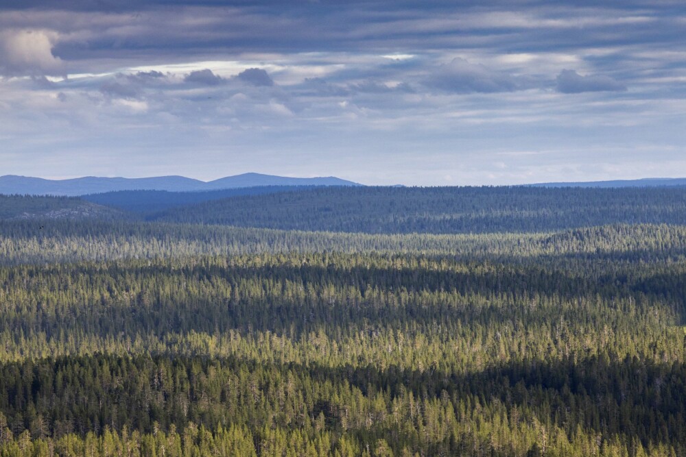 <b>SMÅ SKATTER I STOR SKATT:</b> Finsk Lappland er villmark med tilsynelatende endeløse skoger. De rommer eventyr av mange slag. 
