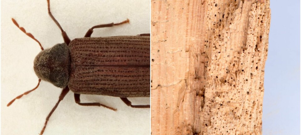 Veden du ikke må ta inn i huset