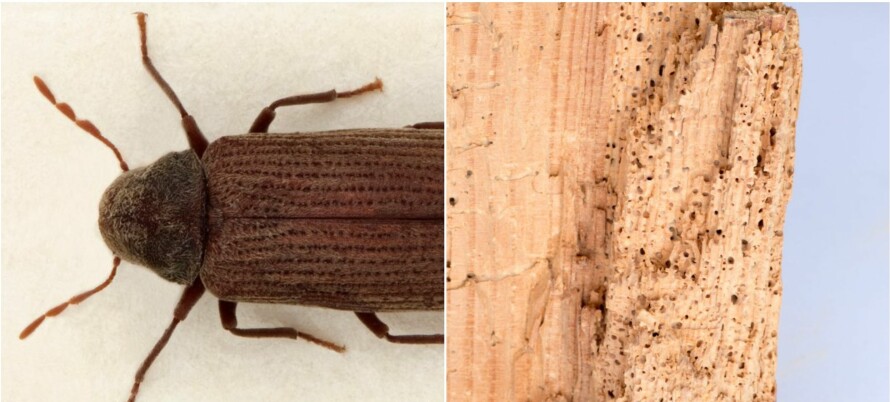 Veden du ikke må ta inn i huset