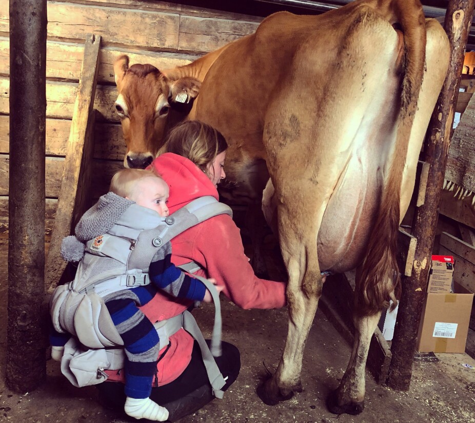 PÅ JOBB: Anna melker kyr to ganger om dagen. Her får Willie hvile litt i bæreselen mens mamma jobber.