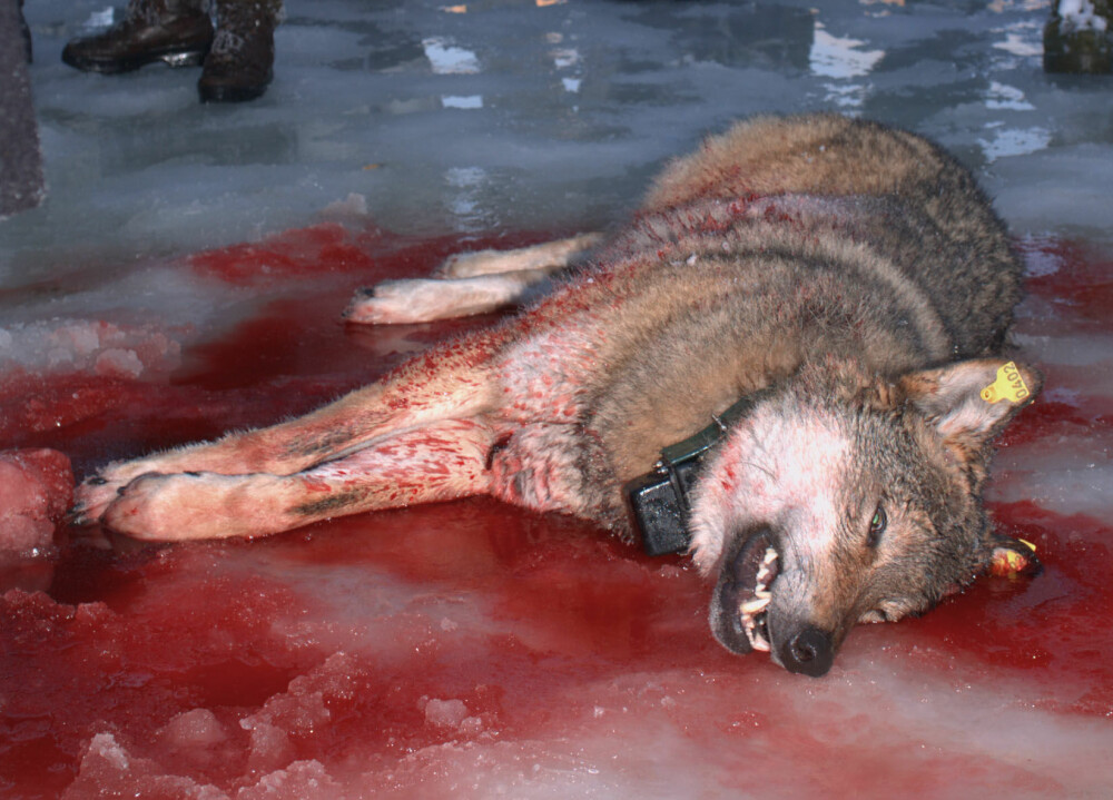 <b>UTFALLET GITT:</b> Når norske jegere jakter ulv lovlig er det to ting som gjelder: Ulven skal tas og den skal tas med humane metoder.