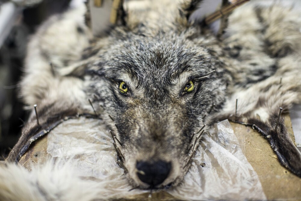 <b>FELL I FELLA:</b> Ulven fra de dype skoger ender på Saka Bult-fabrikkens sorteringslager i byen Yakutsk.