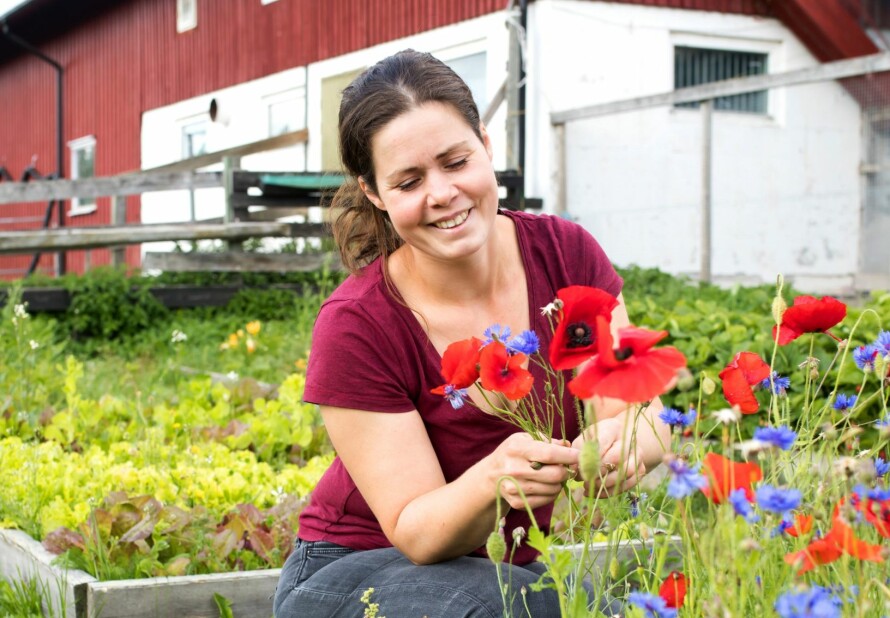 I krydderhagen vokser det halvville jordbær. De rareste smaker best, synes Julie. Valmuene er vakre innslag. Lukingen av ugress skjer helst på impuls i forbifarten i en ellers hektisk hverdag.