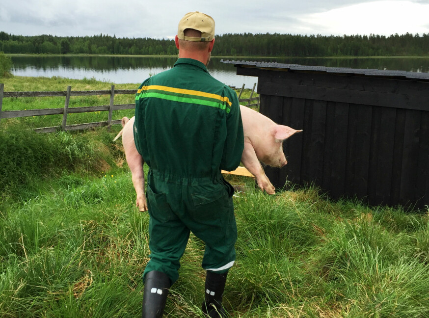 Gøy på landet kombineres med mye arbeid og lange dager. Å være sin egen sjef er noe Jonas setter pris på, selv om det er mye å holde styr på.