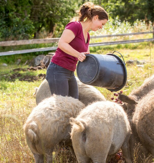 Å være ullgris på Valmsnes gård, er godt. Hver dag sorterer Julie overskuddsmat fra butikkene. Denne dagen får grisene blant annet meske seg med modne moreller. 