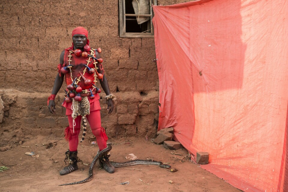 «ASSASSIN» & KVELERSLANGEN: Om du vil se «Assassin» og kvelerslangen bryte må du punge ut med cirka tre kroner, en ikke uvesentlig sum i fattige Kongo.