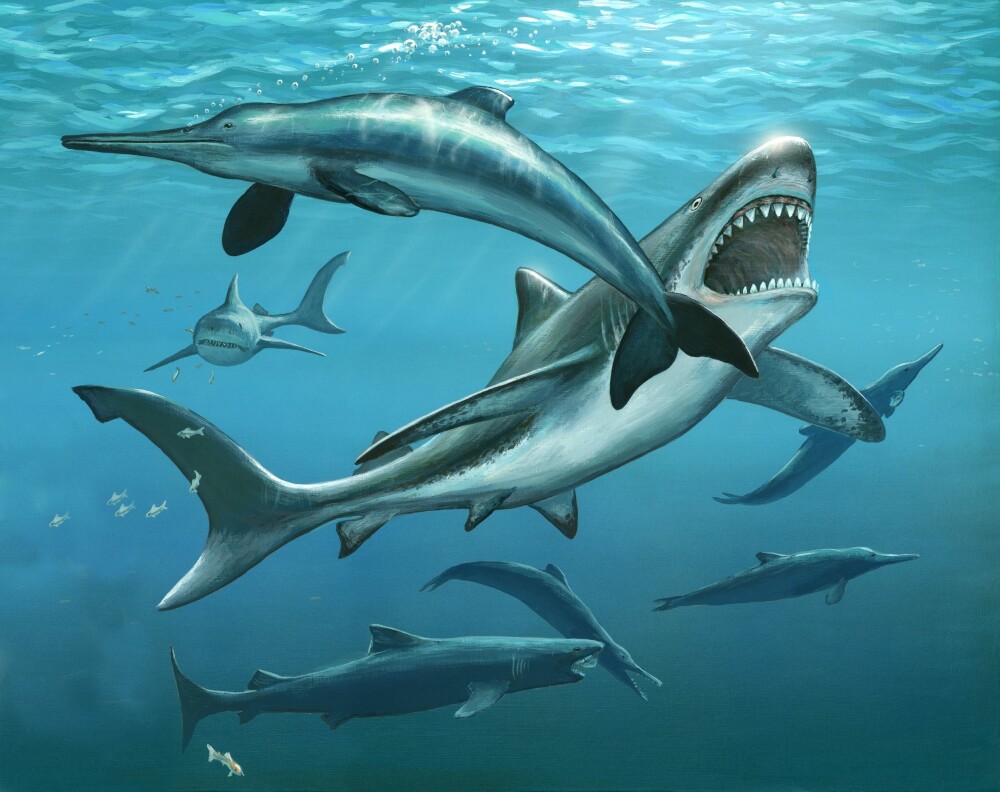 Megalodon – tidenes største hai - Vitenskap
