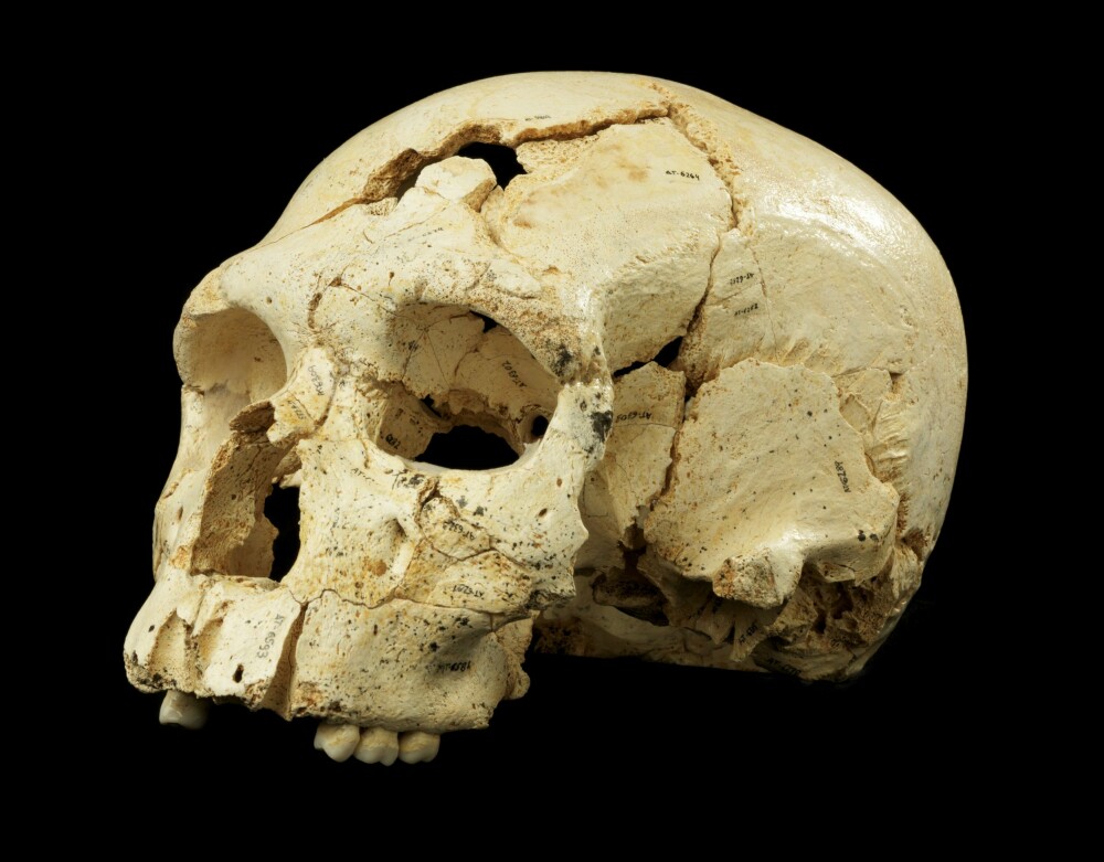 <b>UTVIKLET SEG FORSKJELLIG:</b> Kraniet som ble funnet i spanske Sierra de Atapuerca blant levninger av 28 mennesker i 1984 er 430 000 år gammelt. De avslører en anatomi fra overgangen til neandertalernes tidsalder.