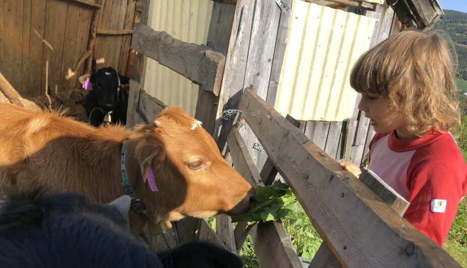 GÅRDSBESØK: Barn fra fjern og nær har hatt gleden av å hilse på kalvene på Vikabråten.