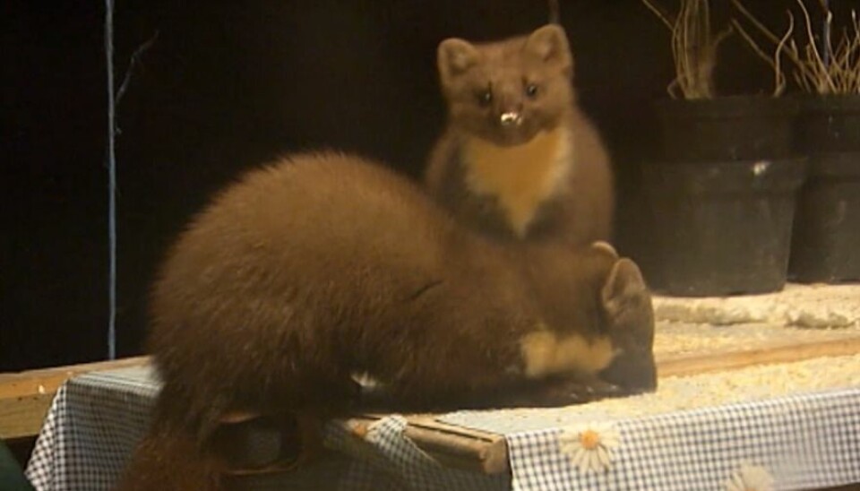 GODE NABOER: Jon Skaar hadde i mange år selskap fra disse krabatene.