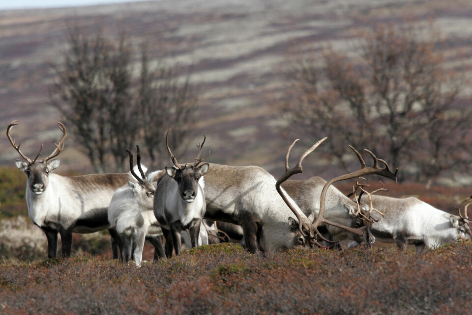 SYKDOM: Funnet av skrantesyke på Hardangervidda er alvorlig for den norske villreinen. Mattilsynet og Miljødirektoratet vurderer nå hvilke tiltak som må på plass, både på kort og lang sikt.