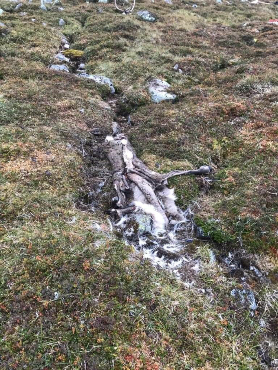 ALVORLIG: I september i år ble det påvist skrantesyke på en villreinbukk skutt under jakt på Hardangervidda. Slik så slakteplassen ut før Mattilsynet og Statens Naturoppsyn fjernet slakteavfall og vegetasjon.