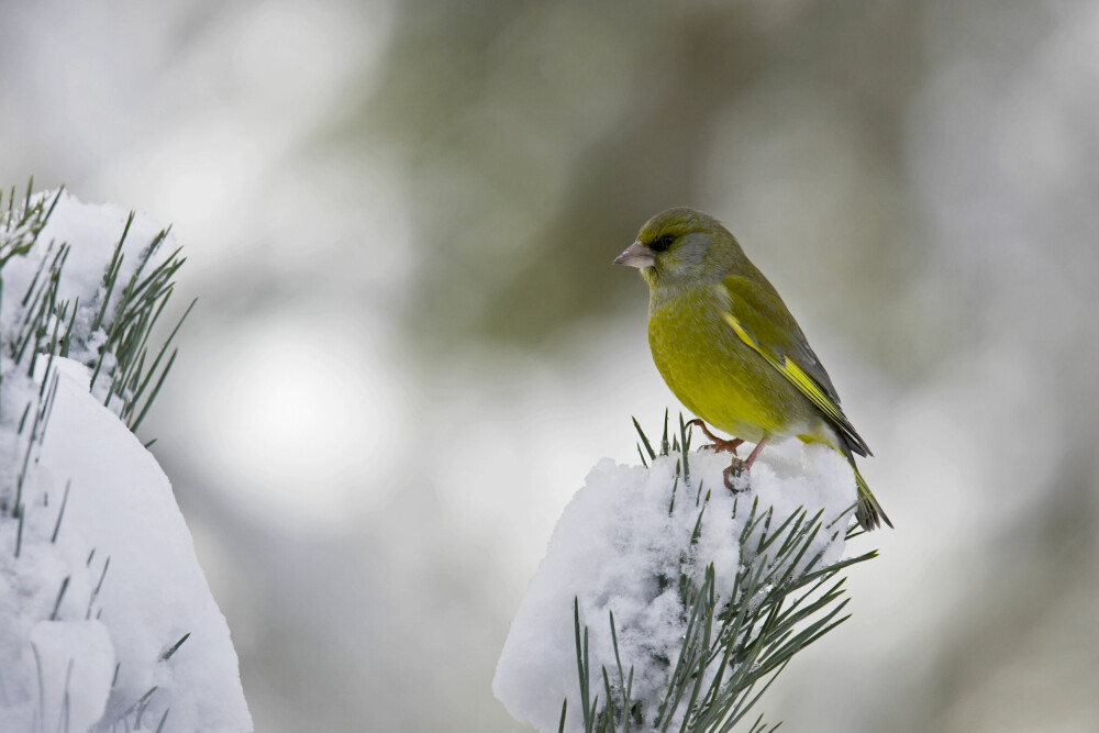 <b>Grønn­fink: </b>En kraf­tig bygd fugl med stort hode og et kraf­tig nebb. Har en oli­ven­grønn far­ge. Noen grønn­fin­ker trek­ker sør­over om ­vin­te­ren, men det er også man­ge som over­vint­rer.