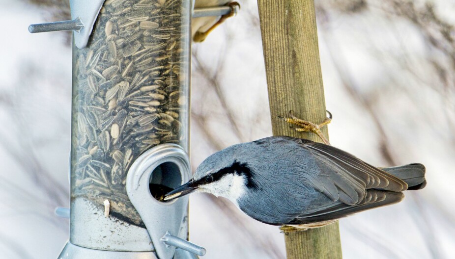 <b>Fô­rings­auto­mat: </b>En moderne måte å mate fuglene på er foringsautomat.