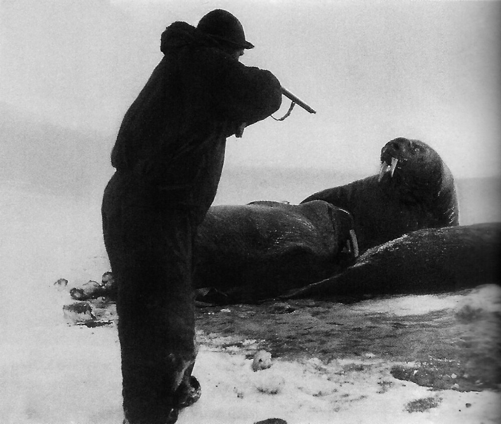 <b>JULEMAT:</b> Maten under overvintringen besto av hvalross og isbjørn. Til sammen skjøt de 19 bjørner og spiste 13 av dem. Skinnet av hvalrossene ble brukt til tak på vinterhytta.