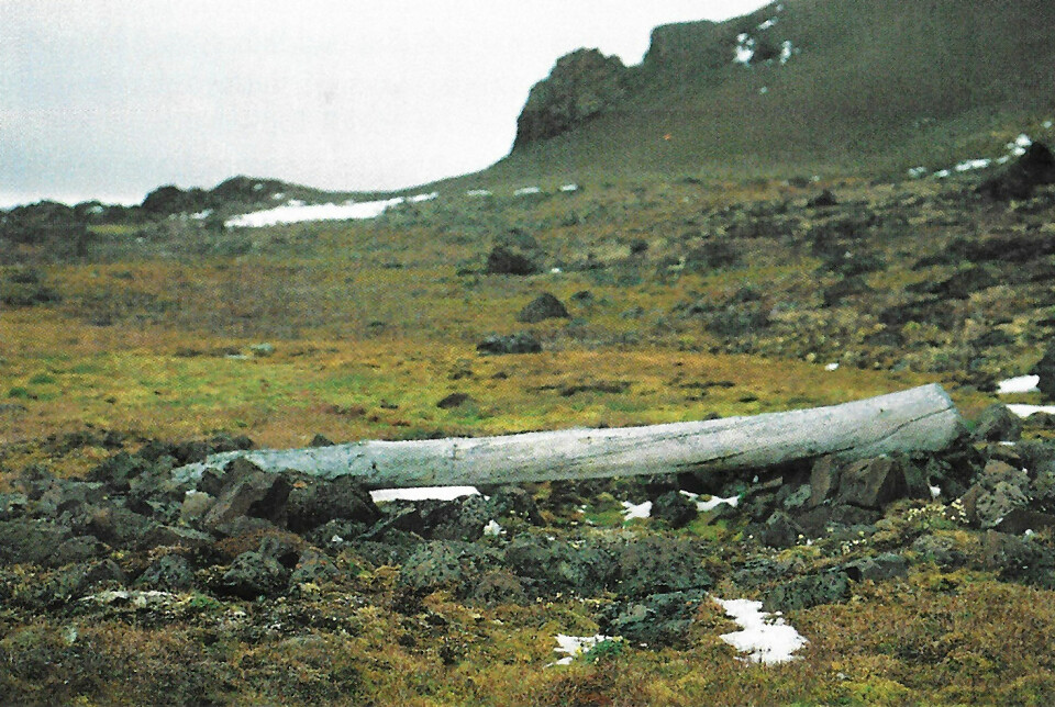 HYTTERESTER: Stedet der Nansen og Johansen overvintret på Frans Josef land, slik det ser ut i dag. Stokken de fant og brukte til taket ligger der fremdeles.