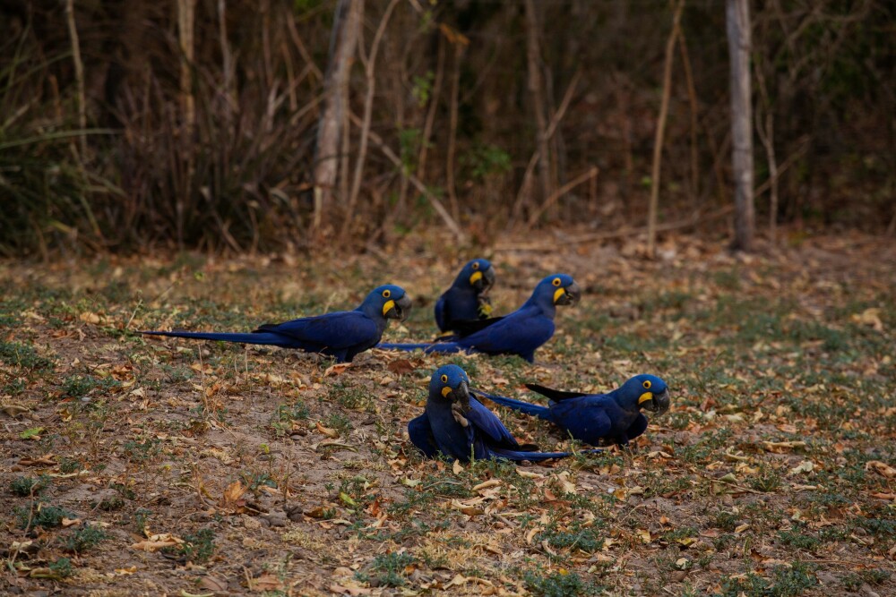 <b>SJELDNE PAPEGØYER:</b> Ara-papegøyer leter etter mat i skogene som ennå ikke er nedbrent. Pantanal våtmarkssystem har ett av verdens største antall av blå ara-papegøyer i verden.  