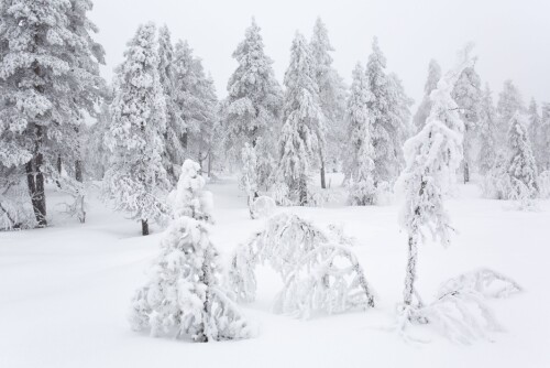 <b>5. VINTEREN: </b>Den frydefulle opplevelsen av å våkne en morgen og se at verden utenfor er blitt hvit, myk og stille, blir mer og mer sjelden. Stadig færre områder i Norge har et stabilt vinterklima med snø. (Foto: Espen Bratlie/Samfoto)
