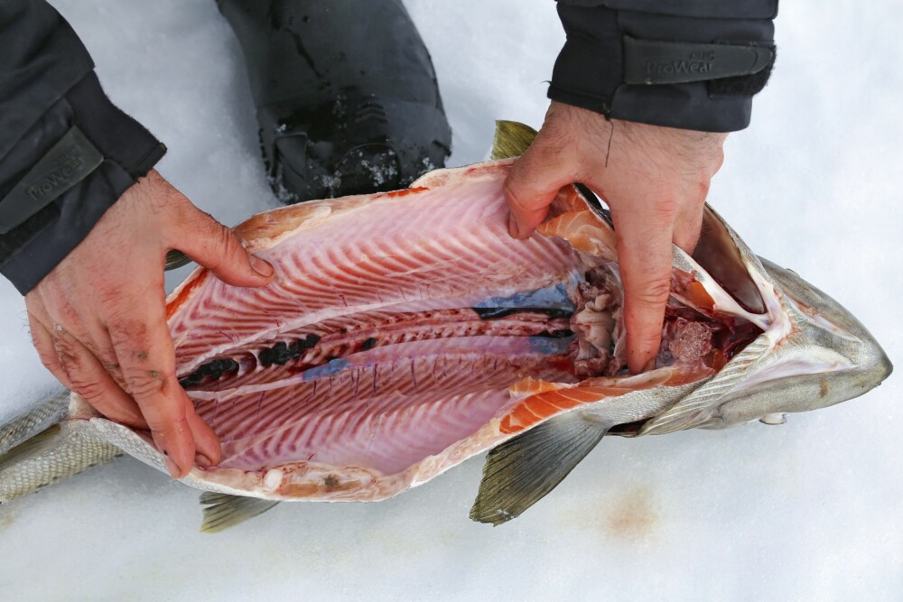 <b>GOD KVA­LI­TET: </b>Fis­ken i En­ger­dal kan ha en fan­tas­tisk kva­li­tet på kjøt­tet.
