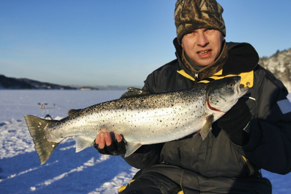 KUBBE: Denne sjøørreten på 4,4 kilo ble tatt av Karl Johan Sæth i Oslofjorden utenfor Sætre.
