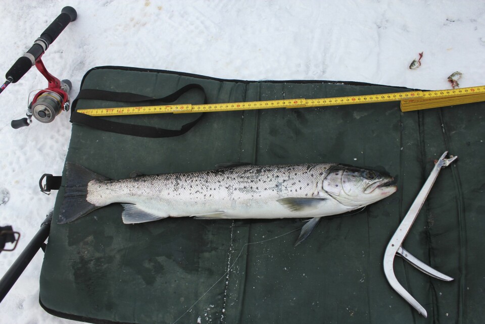 Landingsmatte og tang: Når du skal håndtere fisk som skal slippes ut igjen må du jobbe raskt på isen. Da bør du anskaffe deg en landingsmatte og en tang.