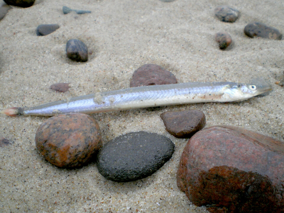 Tobis: Sjøørreten er glad i tobis eller småsil, og disse holder gjerne til i sanden ned til 30 meters dyp.