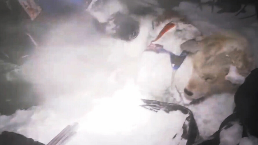 DRAMATIKK: Grønlandshunden Nuka under nødssituasjonen i 2018.