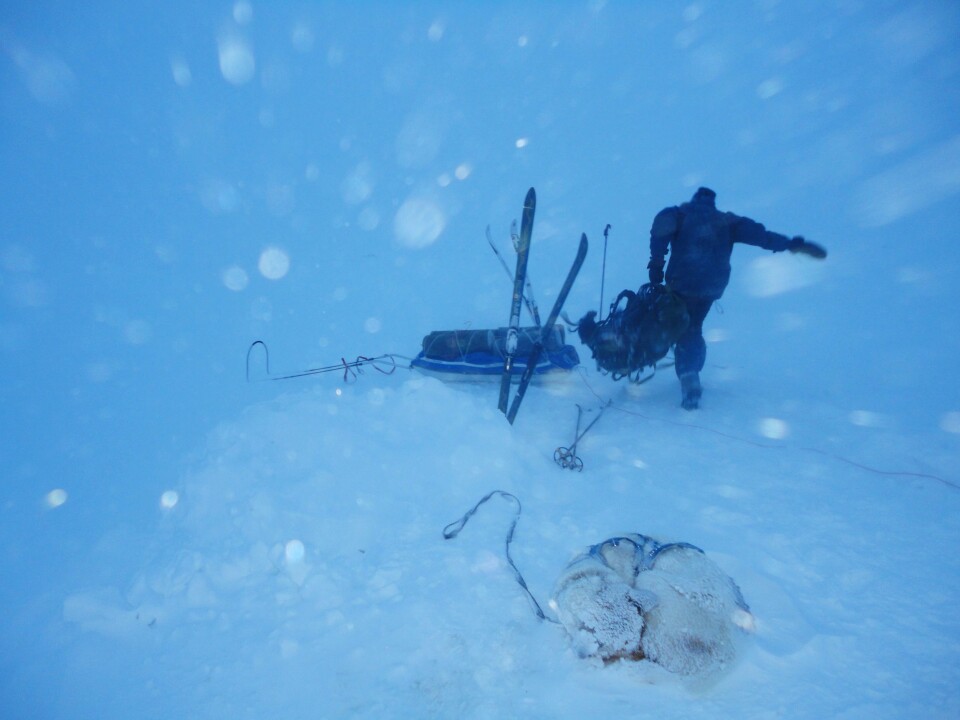 GÅ FØR DU MÅ: Forflytting i dårlig vær kan være utfordrende, men av og til helt nødvendig. I motsetning til oss mennesker kan grønlandshundene klare seg i all slags vær uten ly.