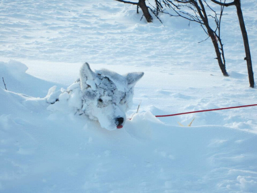 I SNØEN: Bruk votter i stedet for hansker, og ta aldri av vottene utendørs, er to tips fra artikkelforfatteren.