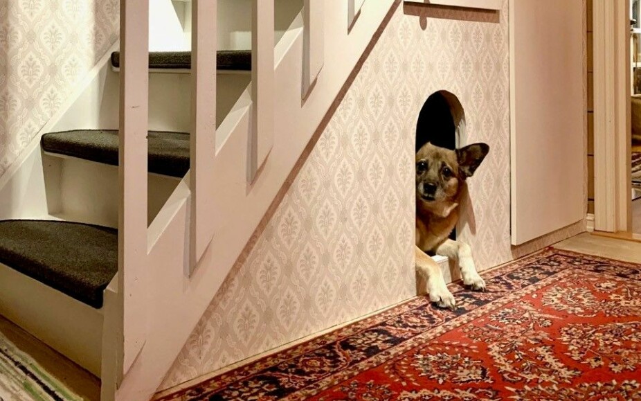 SELVBYGGET LØSNING: Hunden Tjuhttjá har fått hus under trappa. Bruce sier at rekkverket har to praktiske fordeler. - For det første måtte trappa være litt brattere enn vanlig fordi den gamle delen av huset er så liten, og rekkverket gjør trappa litt tryggere. For det andre gynget gulvet i andre etasje mye før. Rekkverket støtter nå opp gulvet, slik at det ikke gynger. Det tok lang tid for oss å komme på en løsning som vi kunne leve med, sier Bruce til klikk.no. SELVBYGGET LØSNING: Hunden Tjuhttjá har fått hus under trappa. Bruce sier at rekkverket har to praktiske fordeler. - For det første måtte trappa være litt brattere enn vanlig fordi den gamle delen av huset er så liten, og rekkverket gjør trappa litt tryggere. For det andre gynget gulvet i andre etasje mye før. Rekkverket støtter nå opp gulvet, slik at det ikke gynger. Det tok lang tid for oss å komme på en løsning som vi kunne leve med, sier Bruce til klikk.no.