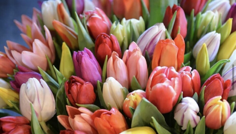 LILJEFAMILIEN: Tulipaner er en vårblomst som er i slekt med liljefamilien.