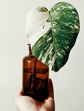 KOSTBAR PLANTE: En stikling av den kostbare Variegata-varianten som fort kan koste tusenvis av kroner. En mutasjon gjør at de får hvite områder på bladene.