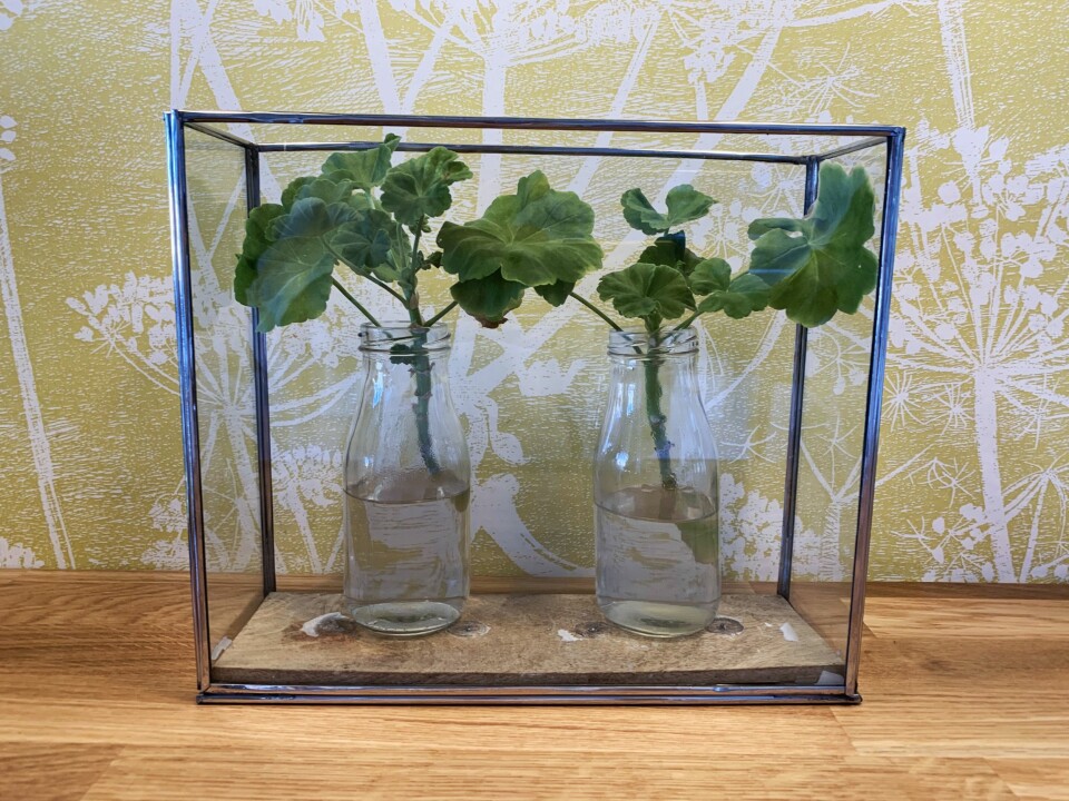 ALLE MONNER DRAR: Det er viktig å tenke smått når du skal få kontroll på økonomien. I stedet for å kjøpe masse nye planter, tar Marie avleggere av planter hun allerede har.